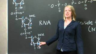 Explanation of 5 and 3 C terminus and N terminus  MIT 701SC Fundamentals of Biology [upl. by Aimar]