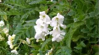 Exochorda  The Bride  Flowering [upl. by Yentroc668]