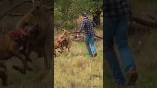 Man Rescues Dog From Fierce Kangaroo [upl. by Frydman150]