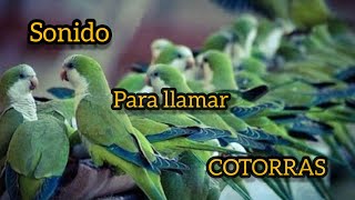 SONIDO DE COTORRAS 🦜 sound for birds  Llamarse entre si [upl. by Schindler]