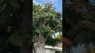 Took a walk saw mimosa tree with fuzzy pink flowers [upl. by Nuahsor]