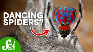 9 New Spider Species We Just Discovered [upl. by Eerehc]