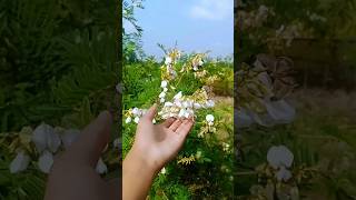 Phool ka khet 🌺 minivlog razavlogs [upl. by Anstus220]