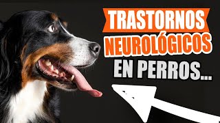 TRASTORNOS Neurológicos En PERROS🐶 [upl. by Hayotal484]