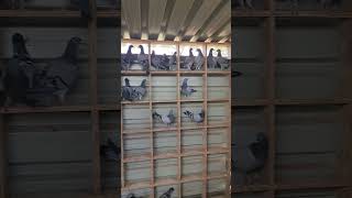 1st round of Breeding Station babies weaned pigeons oneloftrace vfwcpr [upl. by Starobin]