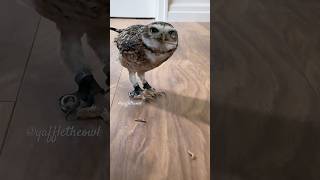 Owl running tippy taps 😋🐛 [upl. by Domeniga]