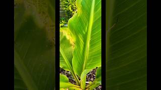 Musella lasiocarpa banana plant  Growth rate 2 months  shootsvideo subtropical garden [upl. by Sarazen128]