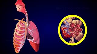 REGULATION OF RESPIRATION [upl. by Jaclyn]