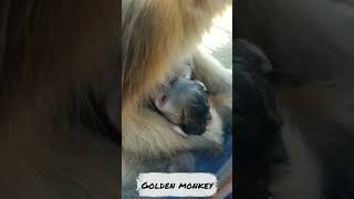 Mother and baby Golden SnubNosed Monkey monkey [upl. by Inajna473]