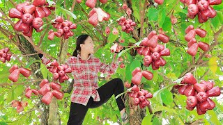 Harvesting Wax Apple amp Go to the market to sell  Harvesting and Selling  Vietnamese Harvesting [upl. by Anelram280]