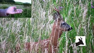 Calling roebucks with Hubertus Cherrywood call [upl. by Annairol71]