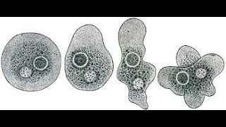 NUTRITION IN AMOEBACBSE 10 CLASS biology nutritionTypes of Heterotrophic Nutrition [upl. by Atisor142]