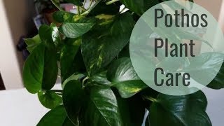 Pothos Plant care and How to Style [upl. by Arihsak366]