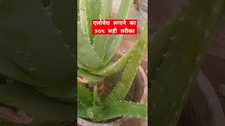 Aloe vera plant lagane tips and care gardening aloeverausekarnekatarika garden [upl. by Woodley]