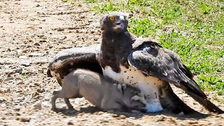 Eagle Catches amp Fights Baby Warthog in Road [upl. by Asaph]