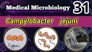 Campylobacter jejuni Food poisoning bacteria شرح بالعربي [upl. by Annavahs330]