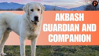 Akbash Dog  Breed Information amp Characteristics [upl. by Nylrak]