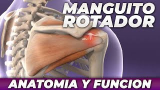 MANGUITO ROTADOR  ANATOMIA Y FUNCION  PABLO PIZZURNO [upl. by Hellman]