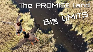 Duck Hunting 2023 BIG LIMITS [upl. by Lliw138]