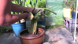 Taking Cuttings from San Pedro Cactus [upl. by Philemol661]