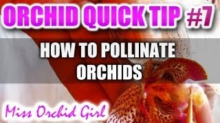 Orchid Tip 7  How to pollinate Orchids [upl. by Lenka]