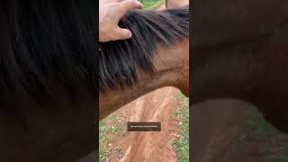 a crina do meu cavalo tá crescendo [upl. by Olenolin]