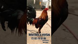 Criadero de gallos finos El Espartano 🏆rooster corridos gallofino rooster [upl. by Peugia]