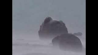 Muskox bull in blizzard on Victoria Island Nunavut [upl. by Heiney963]