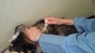 How to Apply Flea amp Tick Topical Medication to a Pet [upl. by Huebner569]