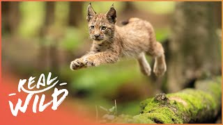 Exploring The Elegant Lynx In 4K  Lynx Documentary  Real Wild [upl. by Itsa831]