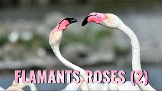 FLAMANTS ROSES  2 Vol bain dispute cris [upl. by Tiat]