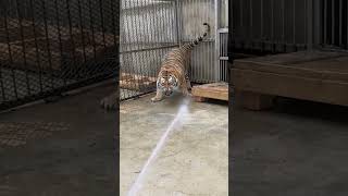 Tiger vs water tiger water zoo animalsfacts wildanimalfacts junglefacts wildlife [upl. by Ahtikal]