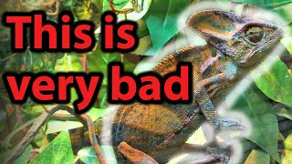 25 Signs your chameleon is SICK [upl. by Gav879]