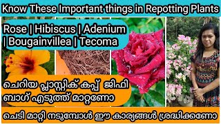 Correct Method of Repotting Flowering Plants  ചെടി മാറ്റി നടുമ്പോൾ നമ്മൾ ശ്രദ്ധിക്കേണ്ട കാര്യങ്ങൾ [upl. by Ylevol]