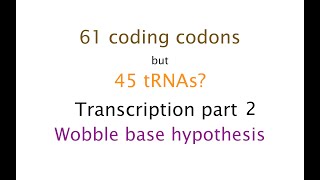 Wobble Base Hypothesis Transcription P2 45 [upl. by Eniron]