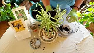 How to Revive a Spider Plant Part 1 [upl. by Yeniar]