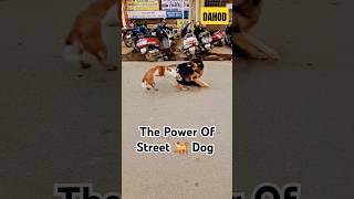 POWER OF STREET DOG dog doglover shorts video viralvideo [upl. by Fillian]