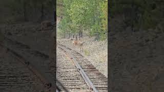 Riding a Narrow Gauge speeder in Sumpter Oregon [upl. by Jamima]