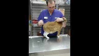 Subcutaneous injection on a cat [upl. by Labinnah]