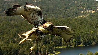 Hawk Attacks DJI Drone Close Encounter with a RedTailed Hawk [upl. by Inol]