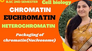 ChromatinEuchromatinHeterochromatinPackaging of ChromatinNucleosome ModelBSc 1st year [upl. by Nilhsa135]