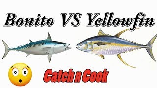 Catch and Cook Yellowfin Tuna vs Bonito AKA Little Tunny [upl. by Otis]