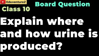 Explain where and how urine is produced Class 10 Board Biology Sample Questions [upl. by Arrat]