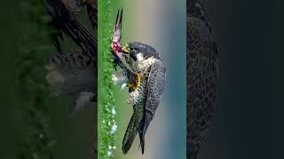 Peregrine Falcon [upl. by Rhiana]