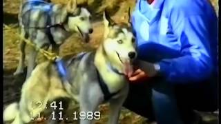 Schlittenhunderennen in Deutschland Breuna 1989 von tubehorst1 [upl. by Quickel89]