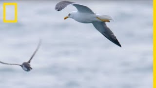 Ces goélands partent à lattaque de petits guillemots [upl. by Nyllaf]