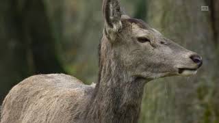 Un hiver dans les Alpes  Documentaire animalier [upl. by Ppilihp]