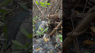 The hawk vs black crowned night heron [upl. by Pasco]