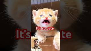 Its so cute cat youtubeshorts animalshorts funnycats [upl. by Enail]