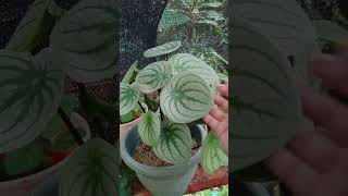 Giant Peperomia Argyreia aka WatermelonLush and healthy plant [upl. by Ninahs617]